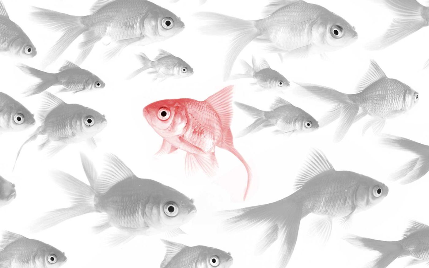 Viele Fische im Aquarium schwimmen in die selbe Richtung. Nur ein Fisch, der farbig, auffallend und eigenständig ist, schwimmt in die andere Richtung. Ein Bild dafür, dass man mit der richtigen Werbung sich in der Masse von Mitwettbewerbern abhebt.
